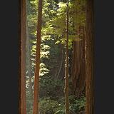 redwood doorway