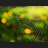 catches bugs and/or light