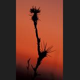 star thistle sunset