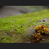 the mossy rock coexists with the vibrations of opera