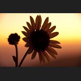 daisy sunset
