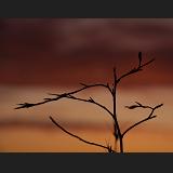 nature's power lines